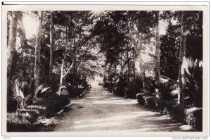 SIDI BEL ABBES Une allée du jardin public