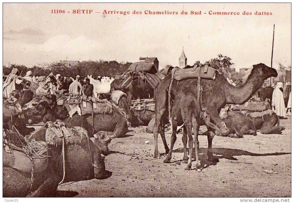 ALGERIE - SETIF - Arrivage des Chameleirs du Sud - Commerce des Dattes
