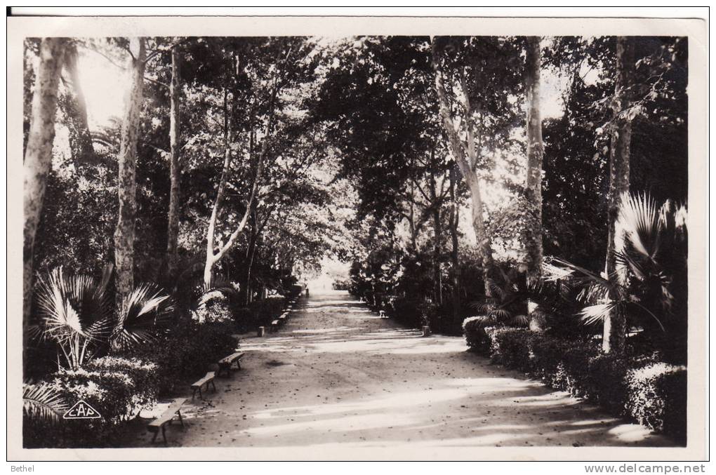 SIDI BEL ABBES Une allée du jardin public