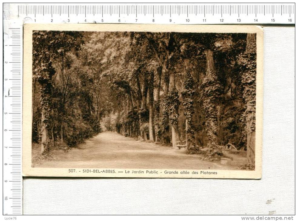 SIDI BEL ABBES  -   Le jardin Public  -  Grande Allée  des Platanes