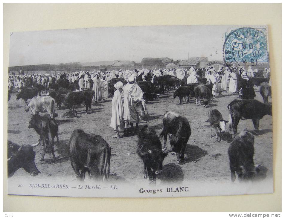 CPA - Sidi-Bel-Abbès (Algérie) - Le marché (aux bestiaux) vaches taureaux