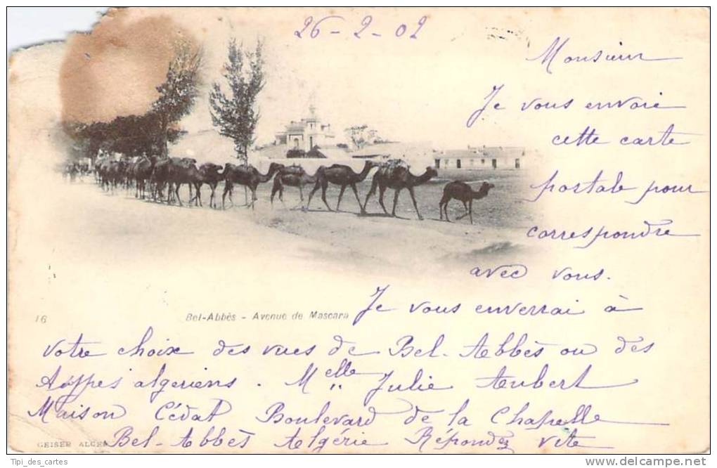 Bel-Abbès - Avenue de Mascara (chameaux)