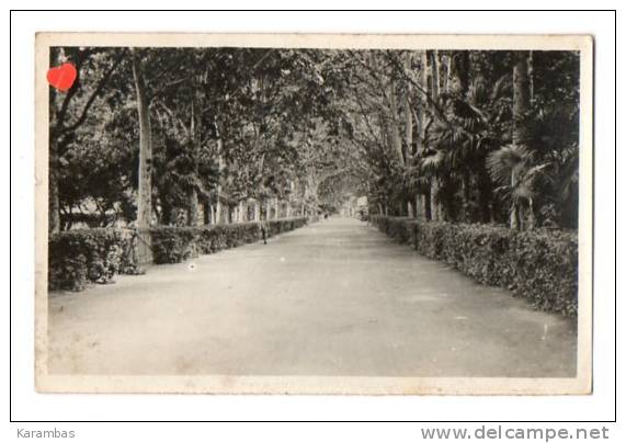 ALGERIE-12706-SIDI-BEL-AB BES-Allée du Jardin Public