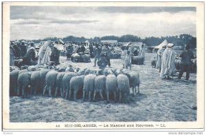 SIDI BEL ABBES  -  Le  Marché  aux  Moutons