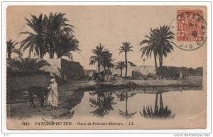 - Souvenir d'une ballade à Sidi-Bel-Abbès. - Oasis de Palmiers-Dattiers. - scan verso -