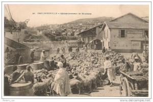 Philippeville Skikda - Embarquement de Moutons - CPA