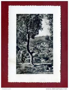 CPSM ALGERIE- PHILIPPEVILLE - Vue Générale - ALGERIA AFRICA AFRIQUE