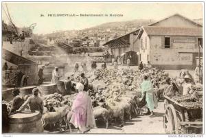 algerie. philppeville. embarquement des moutons
