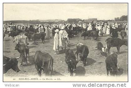 CP Algerien Sidi-Bel-Abbès Marchée aux boeufs ~1900 #01