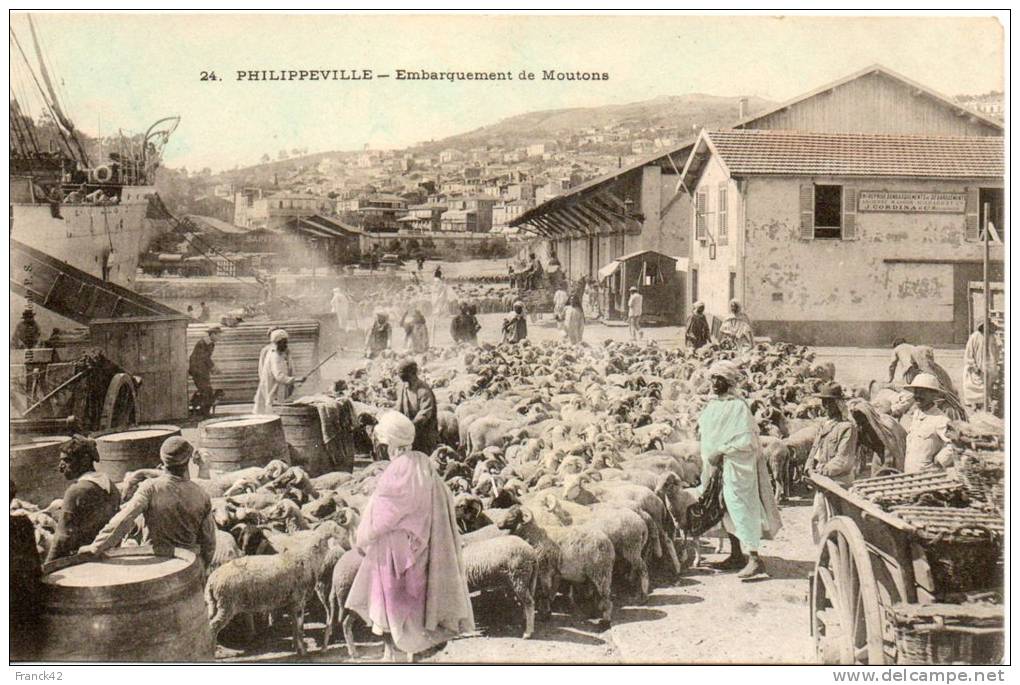 algerie. philppeville. embarquement des moutons