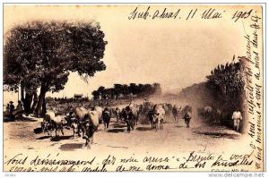 SOUK AHRAS TROUPEAU DE BOEUFS