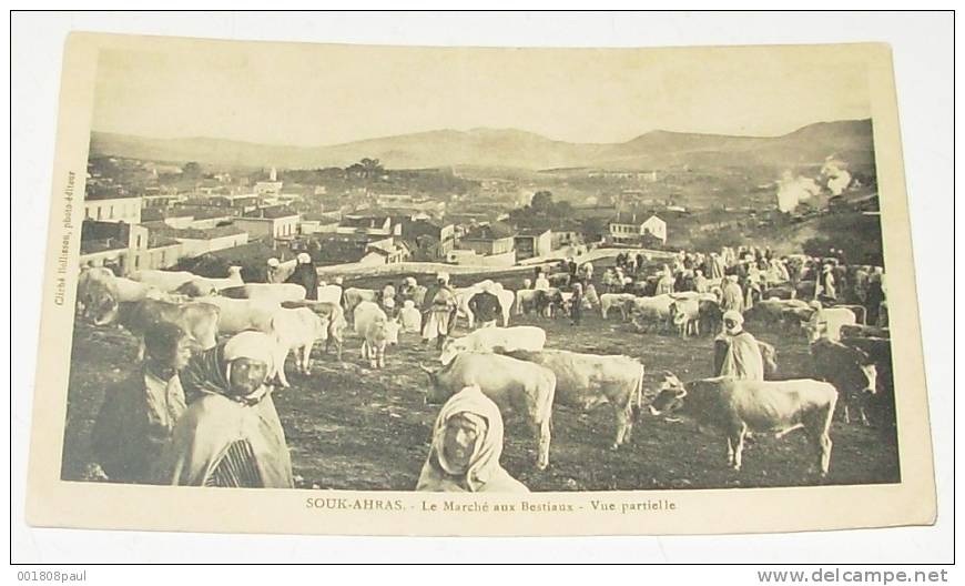 souk ahras - le marché aux bestiaux - vue partielle   animation - animaux - commerce