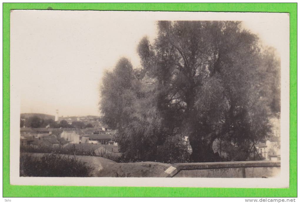 SOUK AHRAS - L'Olivier Saint-Augustin