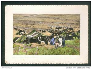 CPSM - Algérie - Scènes et Types - Tentes Nomades à TEBESSA ( Ed. JOMONE)
