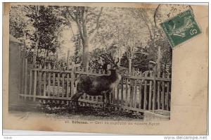 NK-DV 047-Algérie-Tébessa-Cerf en Captivité au Square Egrot-