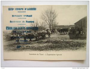 cpa, très belle vue animée, Jumenterie de Tiaret, l'exploitation agricole