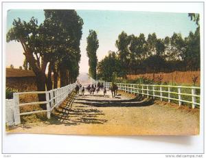 Cpa, très belle vue animée, Tiaret, la rentrée des Paddock