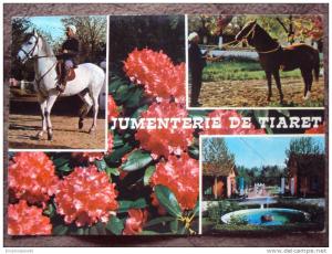 JUMENTERIE DE TIARET - MULTIPLE VIEW, FOUNTAIN, HORSE, FLOWERS