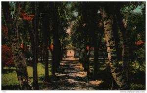 CPA -  Algérie  -    TIARET  -   L'Entrée de la Jumenterie  -