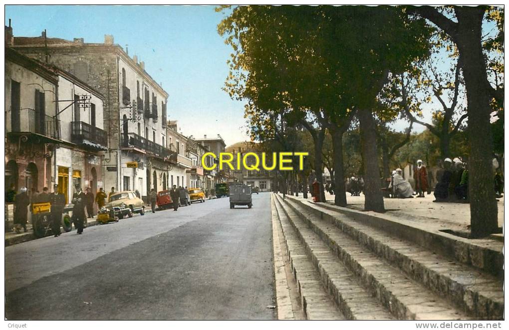 Algérie, cpsm Tebessa, Cours Carnot, animée, gendarmes, 2cv break, Simca Aronde...