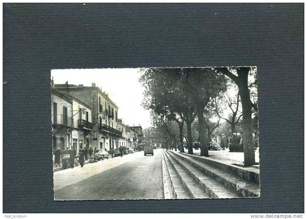 Afrique - Algérie - Tebessa - cours Carnot