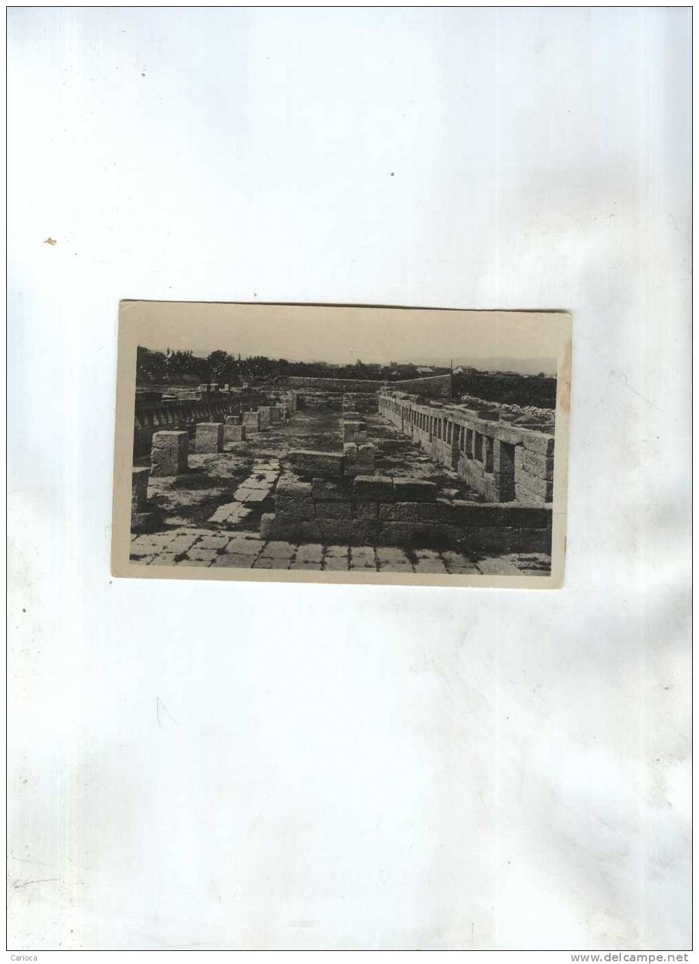 CP TEBESSA LA BASILIQUE, LES ECURIES EN 1951