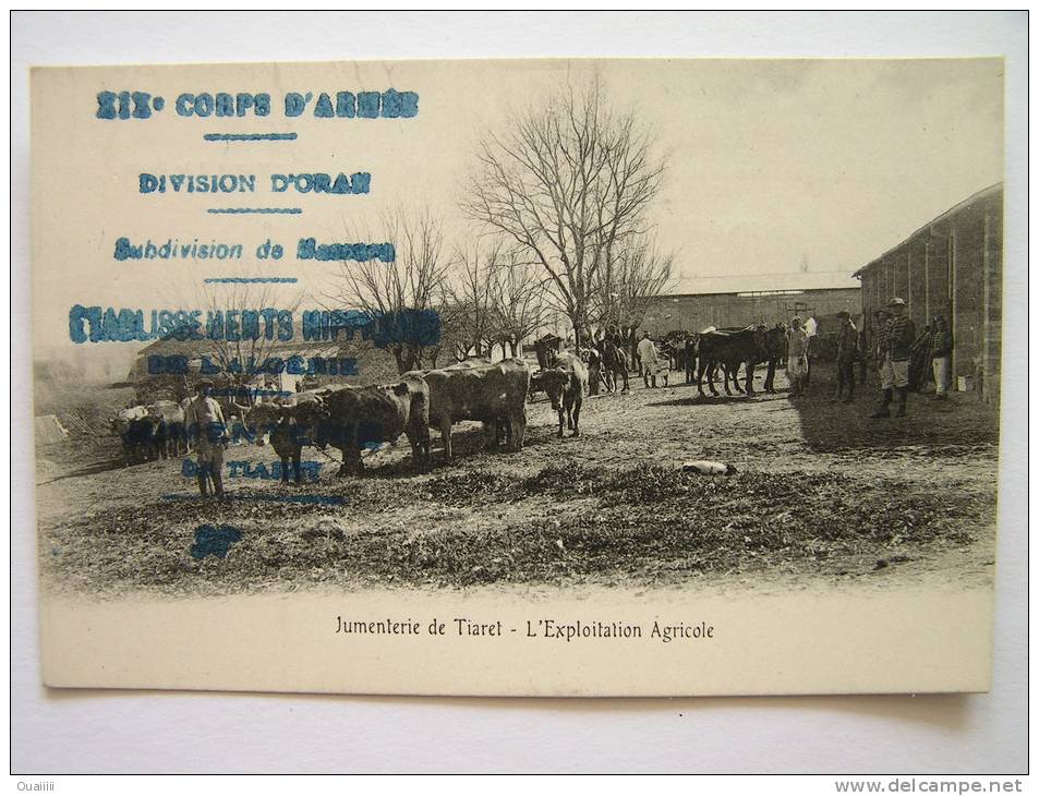 cpa, très belle vue animée, Jumenterie de Tiaret, l'exploitation agricole
