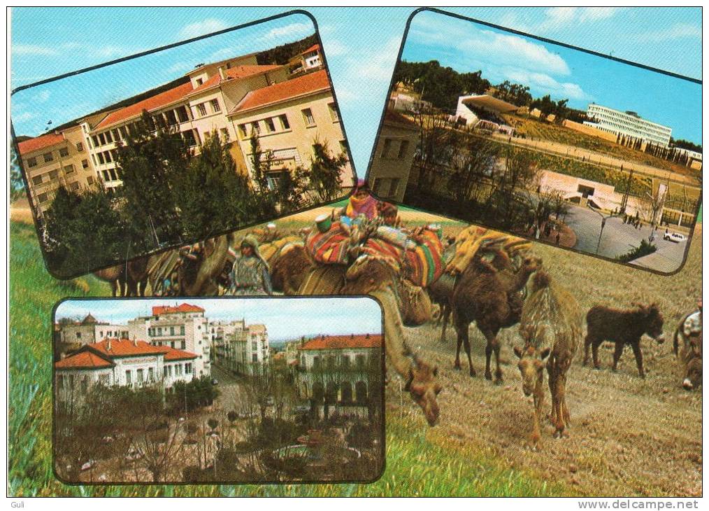 Algérie - Souvenir de TIARET  - Multi vues  (philatélie timbre stamp