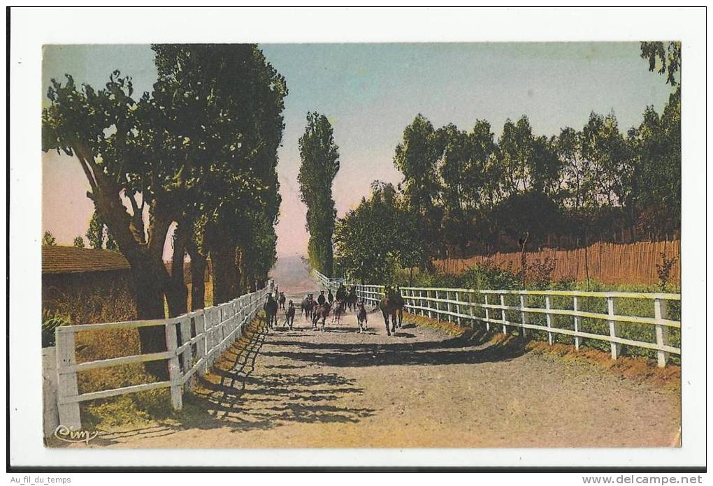 TIARET , LA JUMENTERIE , LA RENTREE DES PADDOCK