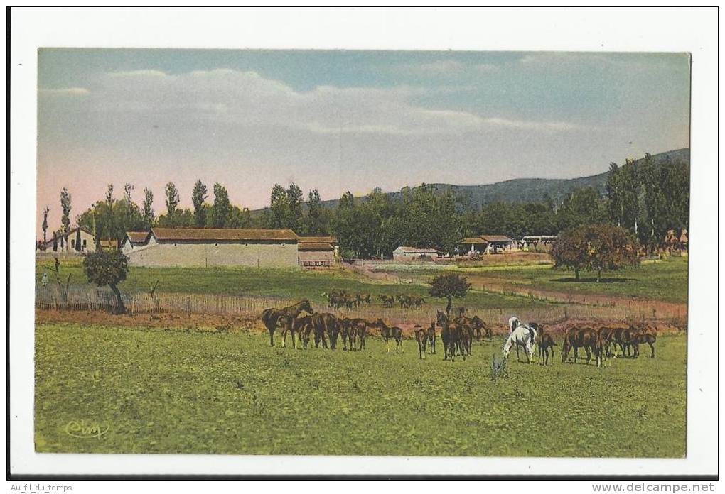 TIARET , LA JUMENTERIE ET LES PADDOCK
