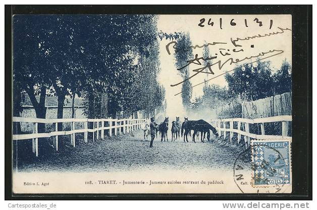 CPA Tiaret, Jumenterie, Juments suitees rentrant du paddock