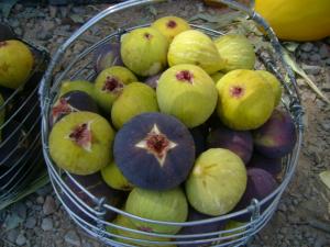 figues fraiches