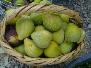 figues fraiches