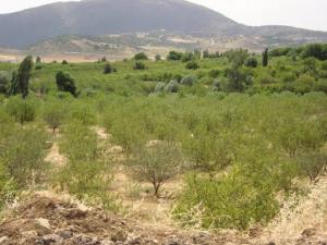 Plantation de pommiers à Inoughissen, Batna