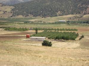 Plantation de pommiers à Ichmoul, Batna