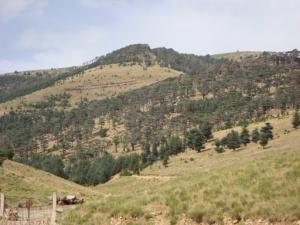 Les monts de Chelia, Khenchela