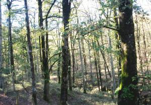 Le parc naturel de Yakourene, Tizi Ouzou