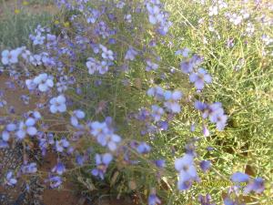 hmada:::de beni-abbes