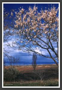 Paysage de la plaine de Tlemcen, 1955