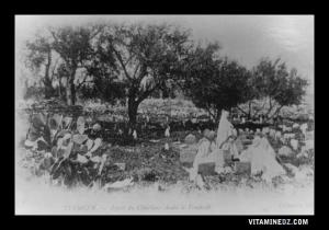 Cimetière arabe de Tlemcen (Sidi Senoussi)