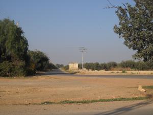 les champs d'oliviers