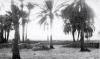 palmeraie de la cour de l'ecole. année 1964