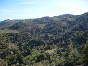 Forêt près du Village Lemroudj