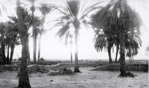 palmeraie de la cour de l'ecole. année 1964