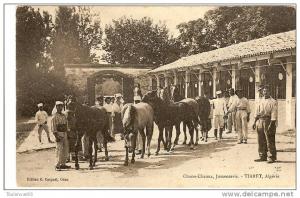 TIARET - ALGERIE - CHAOU CHAOUA JUMENTERIE - CHEVAL - BELLE ANIMATION