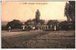 TIARET  Jumenterie -Entrée du Paddocks