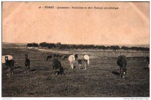 TIARET  Jumenterie -Pouliniéres et leurs Produits aux Pâturages