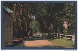 ALGERIE - CP TIARET - UNE ALLEE DE LA JUMENTERIE - CIM