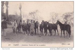 ALGERIE.TIARET.JUMENTERIE POULAINS DE 3 ANS AU PADDOCK  editeur agot