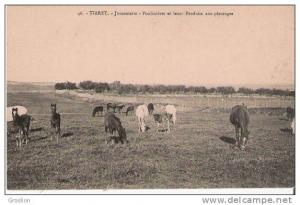 TIARET 46 JUMENTERIE POULINIERES ET LEURS PRODUITS AUX PATURAGES